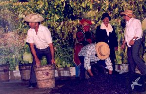 2005 Γιορτή Μαύρης Σταφίδας