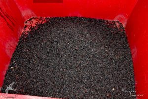 2017 Γιορτή Μαύρης Σταφίδας