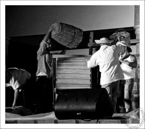 2008 Γιορτή Μαύρης Σταφίδας